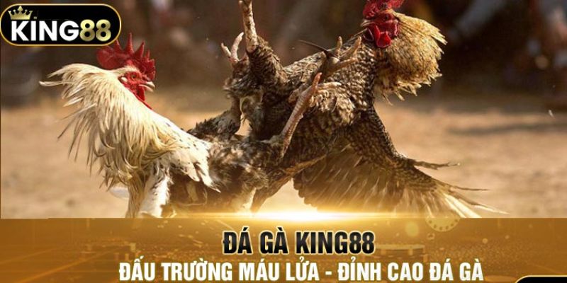 Đá Gà King88 - Trải Nghiệm Thú Vị Với Trận Đấu Đẳng Cấp